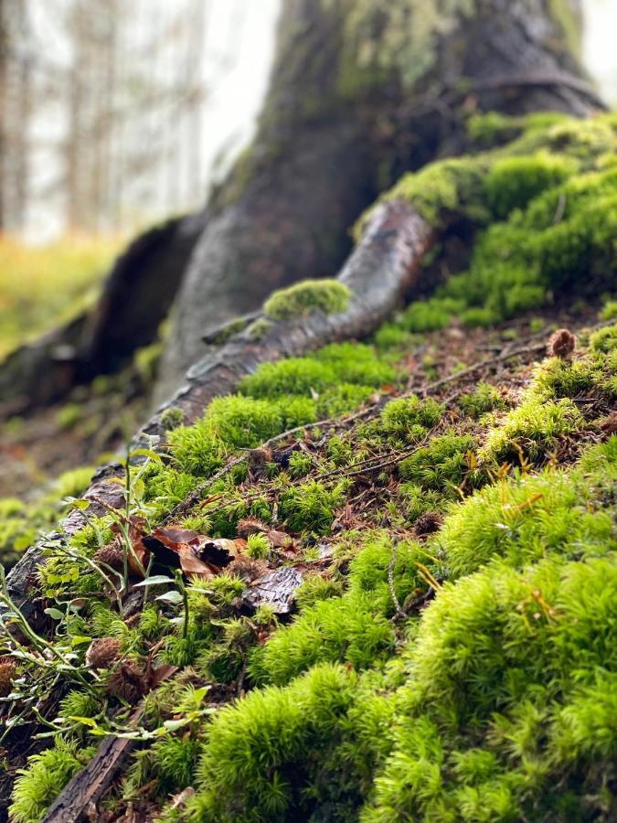 No 19 In The Black Forest St. Blasien Esterno foto