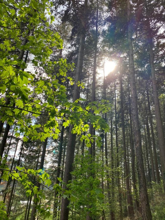 No 19 In The Black Forest St. Blasien Esterno foto